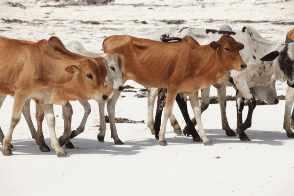 Circuit Tanzanie, Entre Faune et Sable de Kiwengwa en Privatif, Séjour Tanzanie, Zanzibar par Ôvoyages Circuit Tanzanie, Entre Faune et Sable de Kiwengwa en Privatif, Séjour Tanzanie, Zanzibar par Ôvoyages