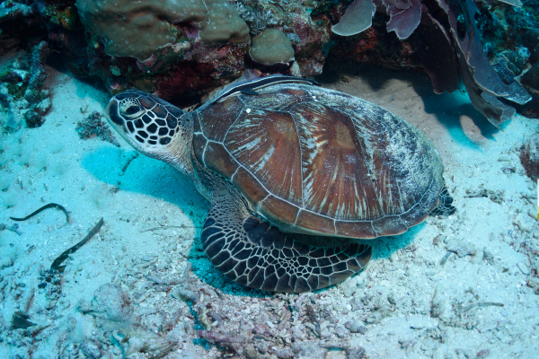 Circuit Féerie Balinaise & Plage Sauvage de l'Ouest 4*, Circuit Indonésie, Bali par Ôvoyages Circuit Féerie Balinaise & Plage Sauvage de l'Ouest 4*, Circuit Indonésie, Bali par Ôvoyages