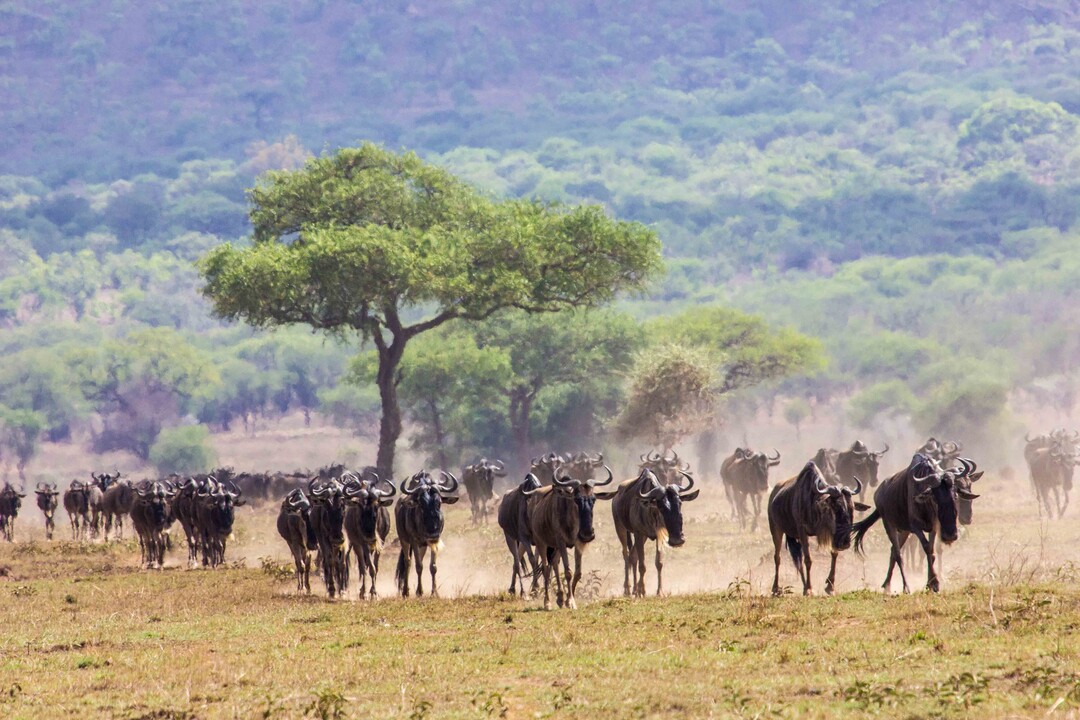 Safari Privatif - En Terre Sauvage - 3