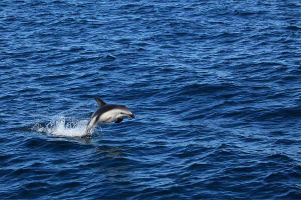 FLEX Circuit On dirait le Sud... Argentin ! - 16