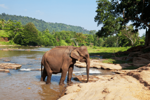 Circuit Des Merveilles du Sri Lanka 3* à la plage de Beruwela 3* Sup en Privatif - 3