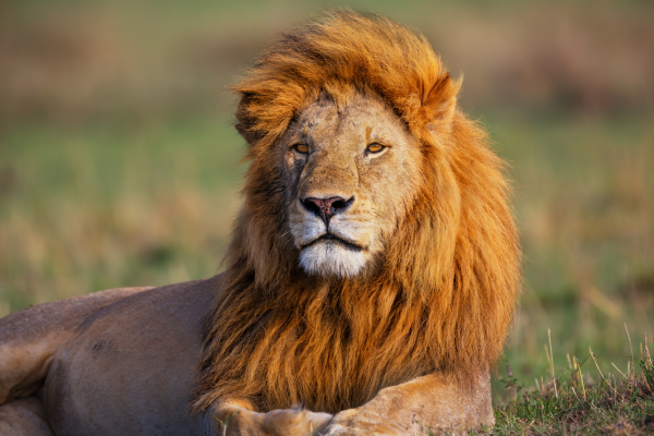 Circuit Sur la Terre du Roi Lion