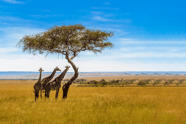 Kenya - Circuit Aux Rythmes de la Savane Africaine et Plage Tropicale