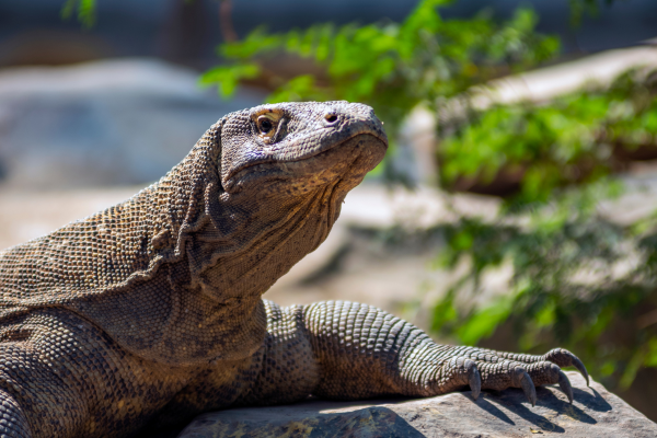 Circuit Des Secrets de Bali aux Dragons de Komodo