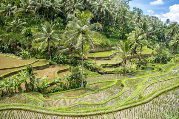 Indonésie - Combiné Jungle et Sable Komaneka 5*