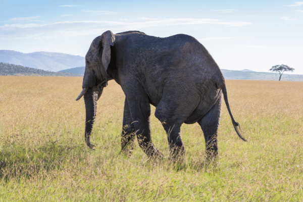Circuit De la Savane Africaine à l'île aux Epices, plages de Pingwe - Privatif - 18