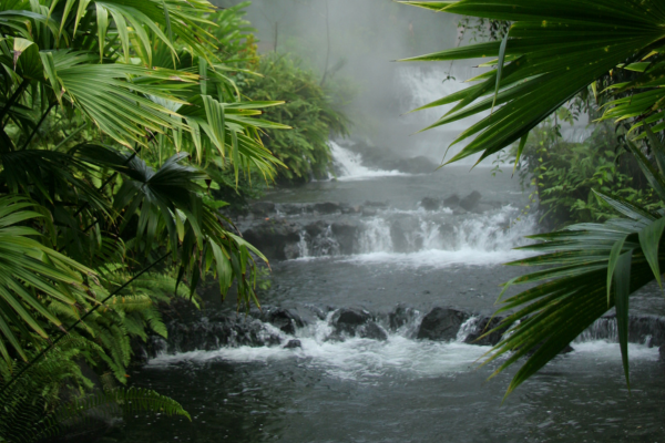 Costa Rica - Circuit Jungle et Forêt au Pays de l'Or Noir