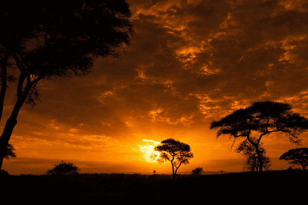 Combiné Kenya & Tanzanie, Du Joyau de lAfrique aux Terres du Kilimandjaro 4 *