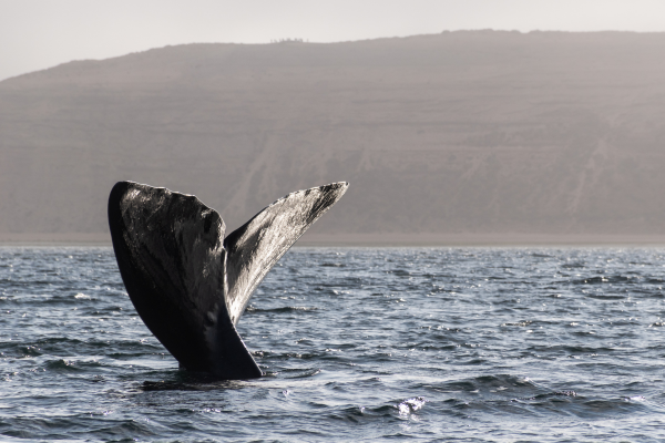FLEX Circuit On dirait le Sud... Argentin ! - 14