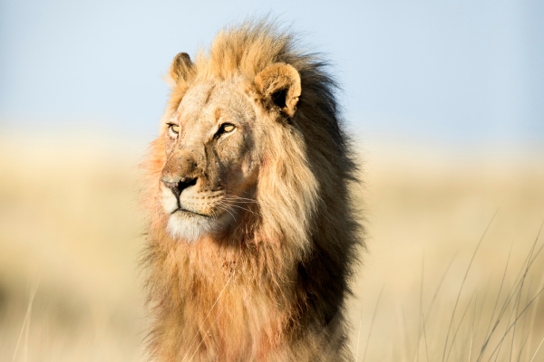 Afrique du Sud - Circuit Du Cap de Bonne Espérance au Parc de Chobe et Chutes Victoria