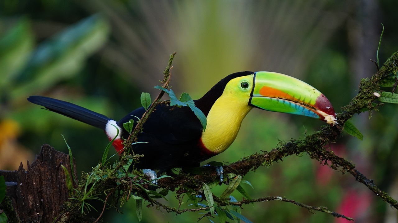 Circuit entre Jungles et Forêts du Costa Rica en 8 nuits (petits groupes)