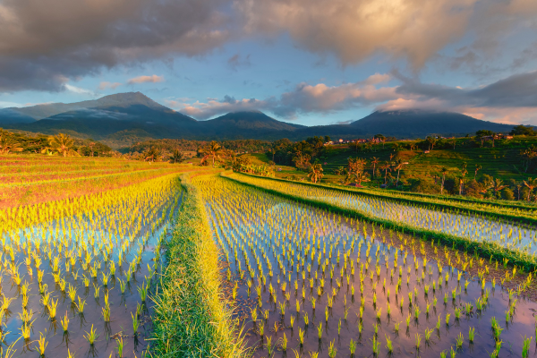 Circuit Temples & Soleil de Bali 3*, Circuit Indonésie, Bali par Ôvoyages Circuit Temples & Soleil de Bali 3*, Circuit Indonésie, Bali par Ôvoyages