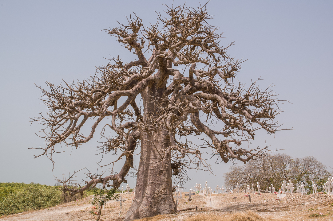 Sénégal - Circuit Privatif Evasion au Sénégal entre Culture et Plage