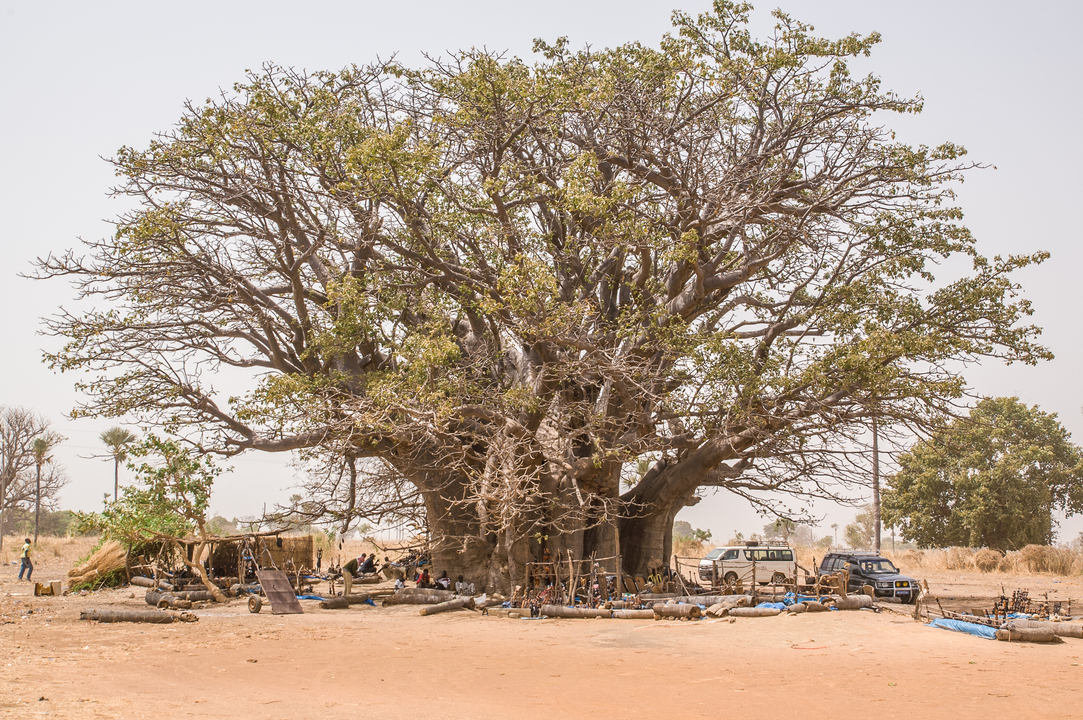 Sénégal - Circuit Privatif Evasion au Sénégal entre Culture et Plage