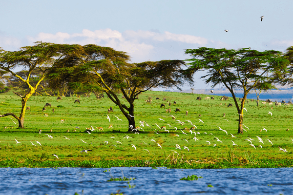 Kenya - Circuit Des Terres Masai au lagon de Diani