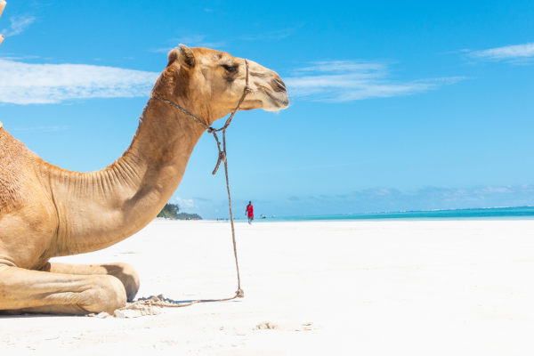 Circuit Des Terres Sauvages au lagon de Diani Beach