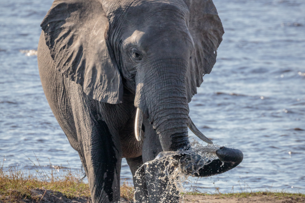 Afrique du Sud - Circuit Du Cap de Bonne Espérance au Parc de Chobe et Chutes Victoria