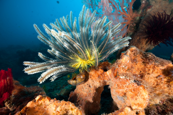 Combiné Jungle, Océan et Sable de Bali 4* - 7