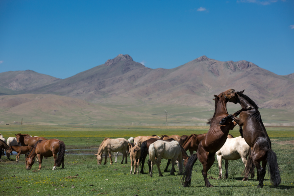 Mongolie - Circuit Désert de Gobi & Steppes Mongoles