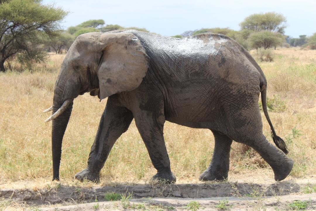 Safari Privatif - Aventure Tanzanienne