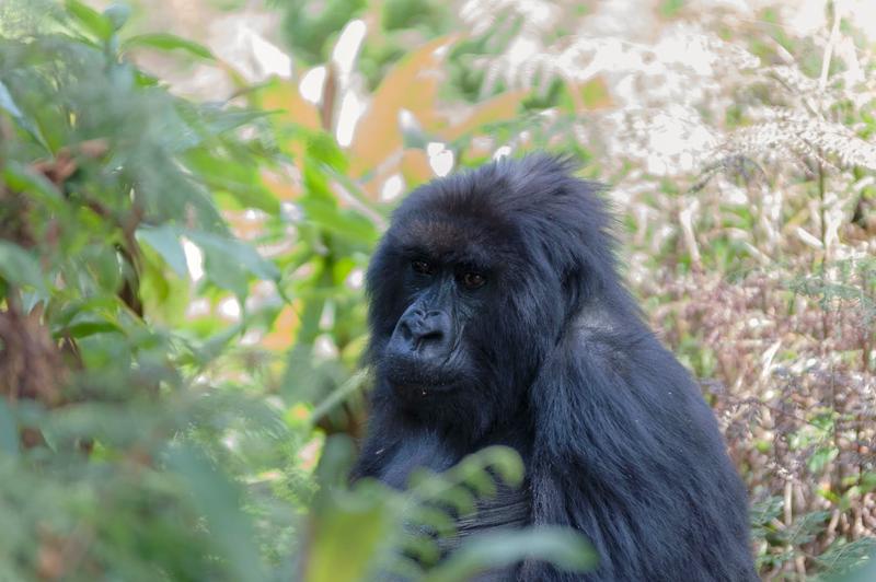 Ouganda - Circuit Privatif Terre des Gorilles : Une Aventure Ougandaise