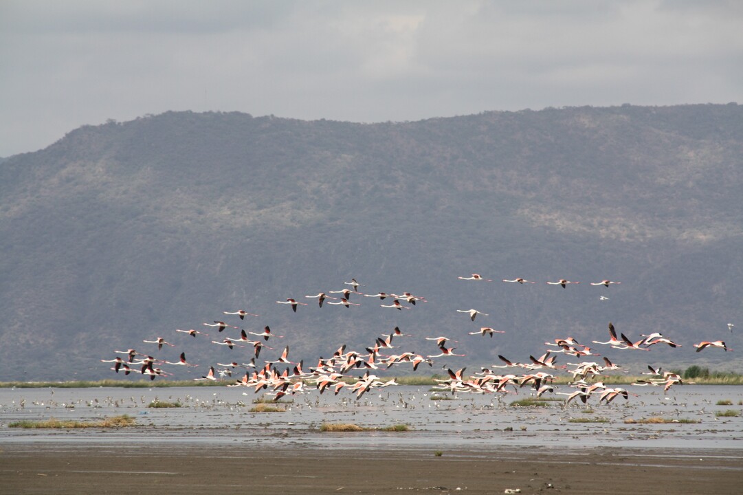 Safari Privatif - En Terre Sauvage - 2