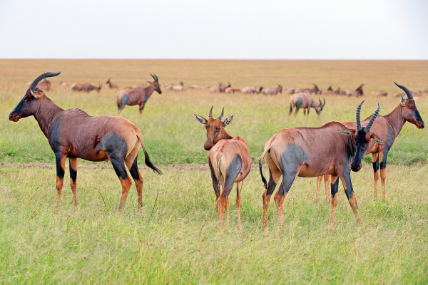 Du Masai Mara aux Rivages de Zanzibar, plage de Kiwengwa - 20