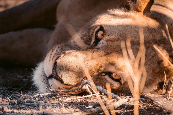 Circuit Du Royaume des Animaux aux Sables du Kalahari 5 *