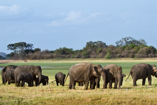 Sri Lanka - Circuit Ceylan, Royaume des Eléphants
