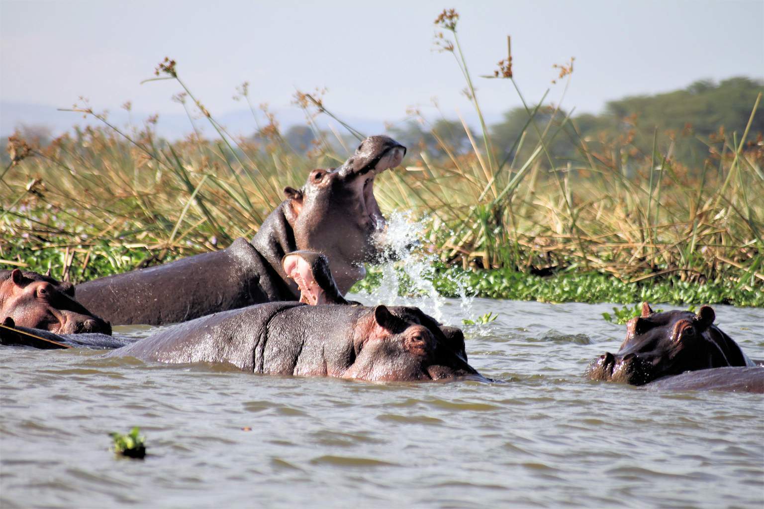 Kenya - Mon Safari Privé Horizons Kenyans&Mon French Club Mandarin Resort Zanzibar 4*