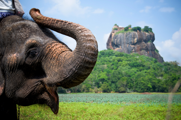 Sri Lanka - Circuit Ceylan du Rocher du Lion au Royaume des Eléphants en Privatif
