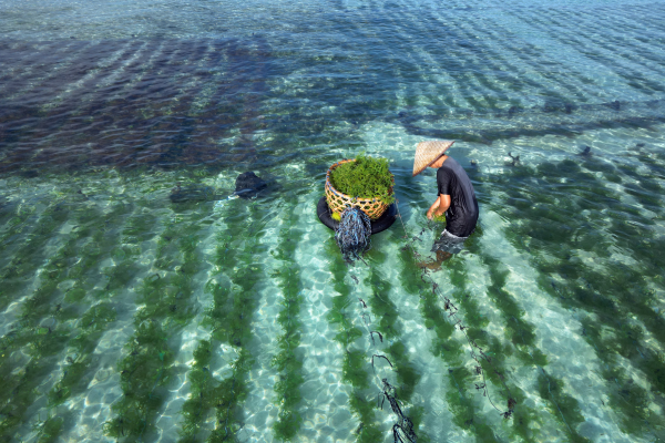 Combiné Des Rizières de l'île des Dieux aux eaux turquoise de Nusa Lembongan Charme 4* - 27