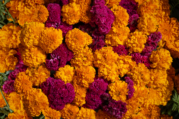 Circuit Spécial Dia de los Muertos : Fiesta en Héritage, Circuit Mexique, Mexico par Ôvoyages Circuit Spécial Dia de los Muertos : Fiesta en Héritage, Circuit Mexique, Mexico par Ôvoyages