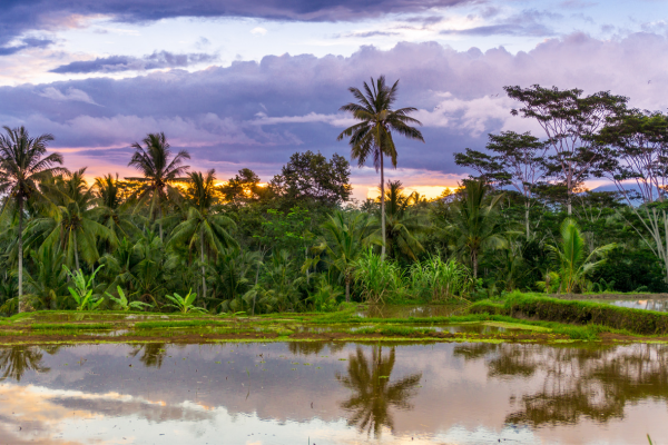 Combiné Jungle et Sable de Bali Charme et Ecotourisme