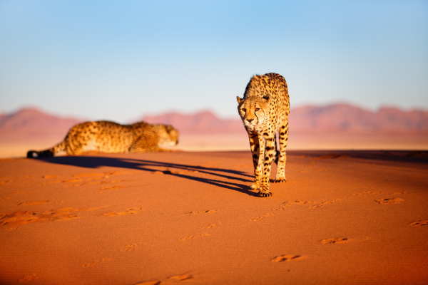 Circuit Namibie : Les plus vieux déserts du Monde 5 *