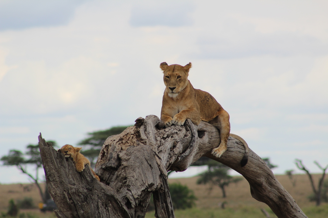 Tanzanie - Safari Evasion en Tanzanie - Circuit Privatif