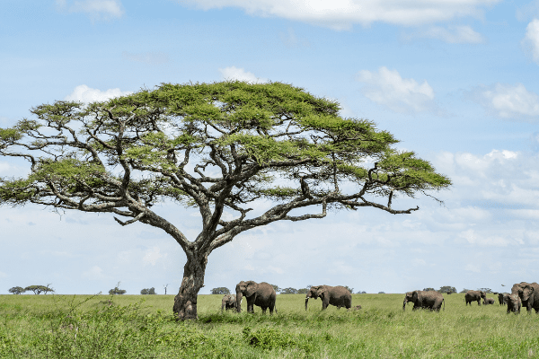 Tanzanie - Circuit des Terres Sauvages à l'Océan en Hôtels Charme 5*