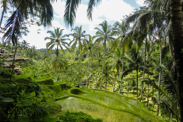 Bali - Indonésie - Combiné Jungle, île de Gili et Sable de Bali 4*