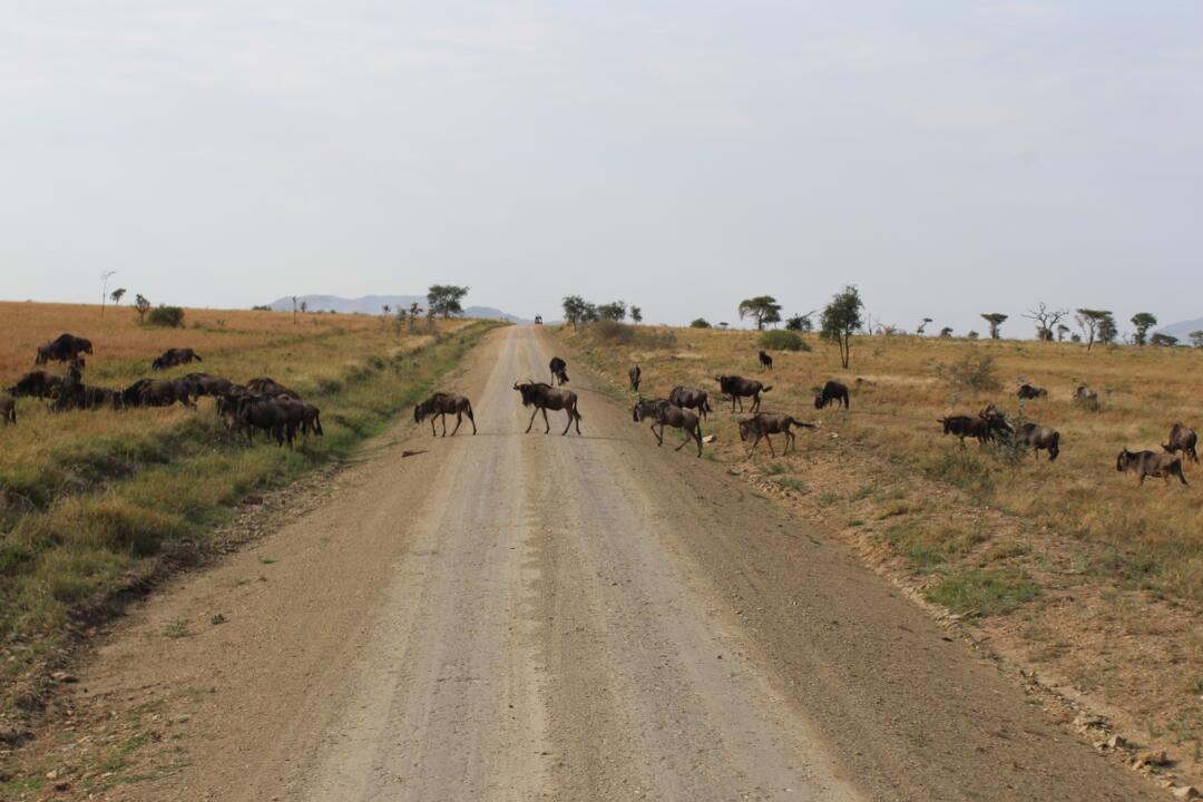 Safari Privatif - En Terre Sauvage - 9