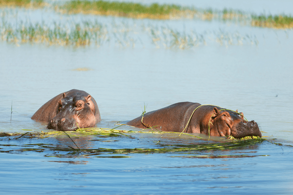Du Masai Mara aux Rivages de Zanzibar, plage de Kiwengwa - 9