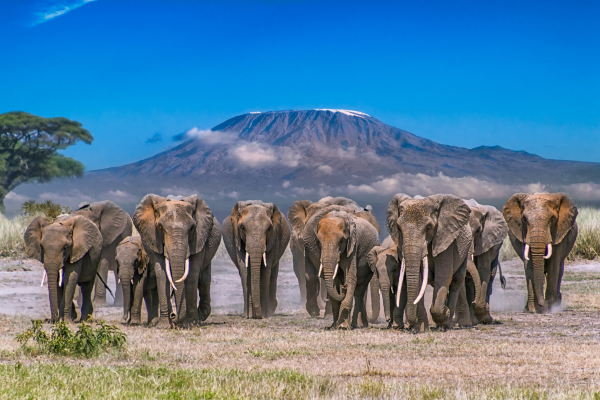 Combiné Kenya & Tanzanie, Du Joyau de l'Afrique aux Terres du Kilimandjaro