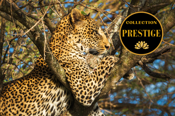 Circuit Terres Sauvages de Tanzanie en Lodges Charme & Luxe - WellWorth *Collection Prestige*