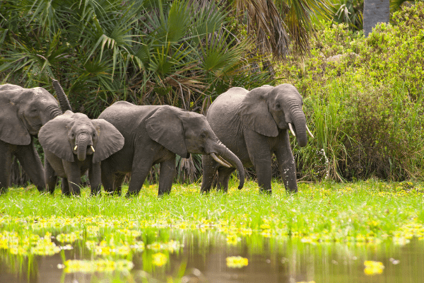 Circuit De Zanzibar à Selous, Culture, Safari Rivière et Plage 4* - 10
