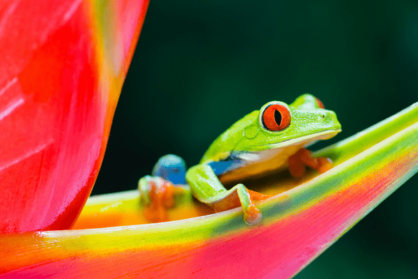 Autotour Aventure 100% Pura Vida au Costa Rica + Vols Flex - 23