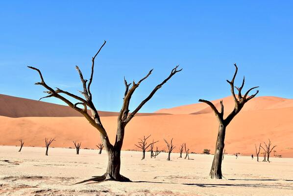 Namibie - Circuit Du Royaume des Animaux aux Sables du Kalahari