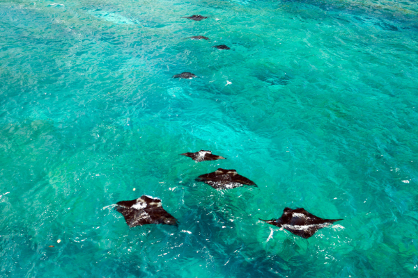 FLEX Combiné Des Rizières de l'île des Dieux aux eaux turquoise de Nusa Penida 4* - 33