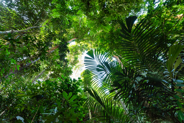 Circuit Jungle et Couleurs de Malaisie - Vols Flex - 54