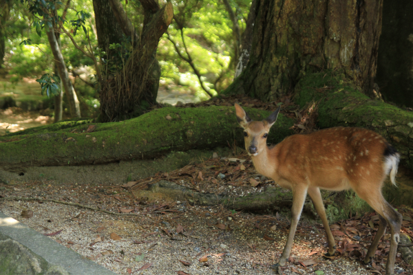 Ohayo Nippon, Du Mont Fuji à l'île des Torii - 20
