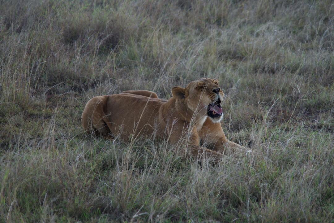 Safari Privatif - Evasion Sauvage en Tanzanie - 4