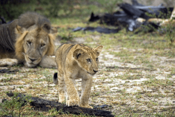 Circuit De Zanzibar à Selous, Culture, Safari Rivière et Plage 4* - 14